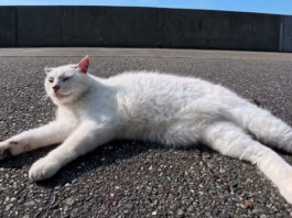 膝の上でお話ししながらじゃれ合う仲良し子猫の三兄弟にホッコリ (*´ω