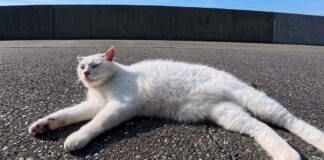 会うと必ず挨拶してくる猫