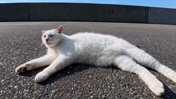 会うと必ず挨拶してくる猫