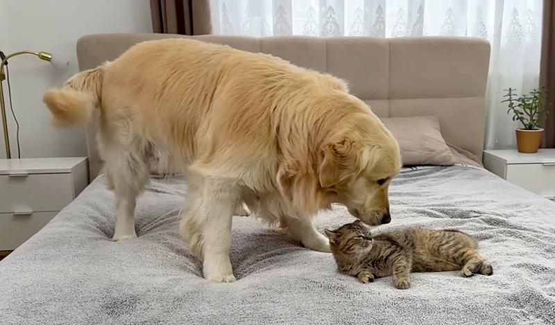 子猫が気になる犬