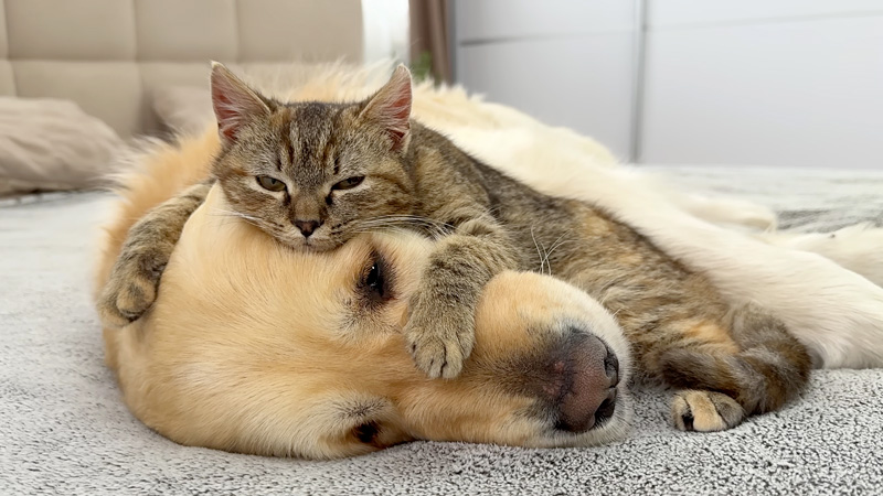 犬をベッドにする子猫