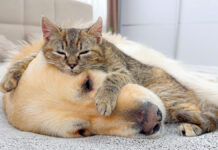 犬をベッドにする子猫
