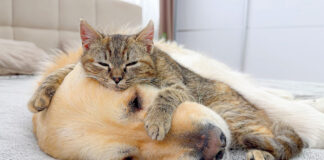 犬をベッドにする子猫
