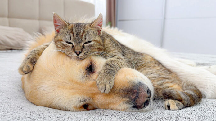 犬をベッドにする子猫