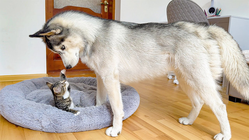 子猫にベッドを取られたハスキー犬