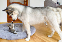 子猫にベッドを取られたハスキー犬