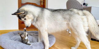 子猫にベッドを取られたハスキー犬