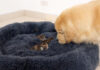 子猫達にベッドを取られたレトリバー