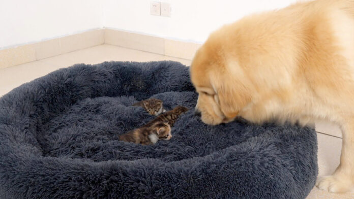 子猫達にベッドを取られたレトリバー