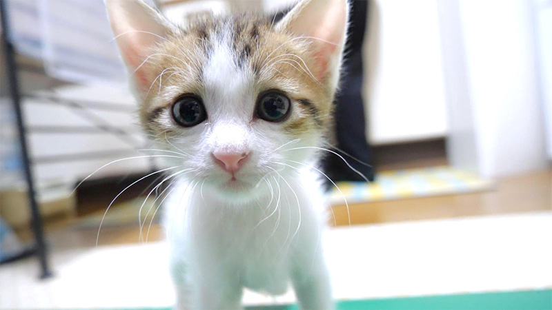 カメラに圧をかける子猫