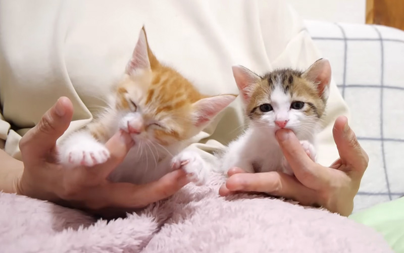 甘えん坊すぎる子猫達