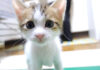 カメラに圧をかけてきた子猫。お腹を満たすと一気に甘えん坊が爆発して可愛いことに ( *´艸`)♡ カメラに圧をかける子猫