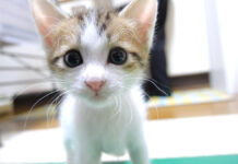 カメラに圧をかけてきた子猫。お腹を満たすと一気に甘えん坊が爆発して可愛いことに ( *´艸`)♡ カメラに圧をかける子猫