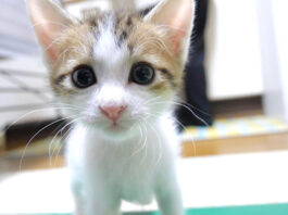 白猫ちゃん、うしろうしろ！ 元気いっぱいの子猫達の姿が可愛すぎる