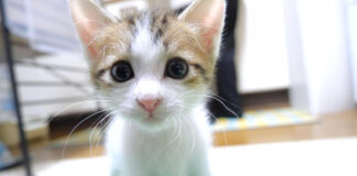 カメラに圧をかける子猫