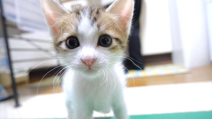 カメラに圧をかける子猫