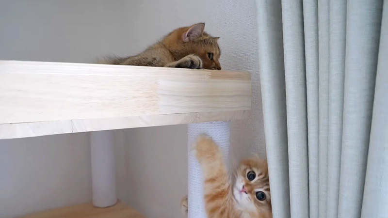 キャットタワーの頂上に登りたい子猫