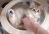 キャットタワーの頂上に登りたかった子猫