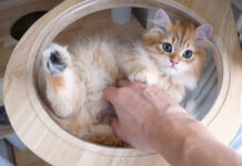 キャットタワーの頂上に登りたかった子猫