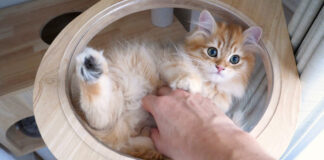 キャットタワーの頂上に登りたかった子猫