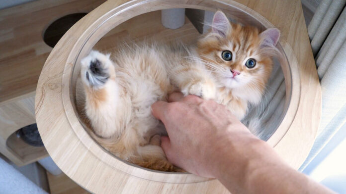 キャットタワーの頂上に登りたかった子猫