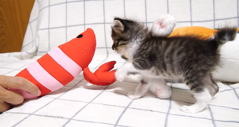 エビと対決する子猫