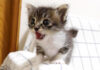 エビと対決する子猫