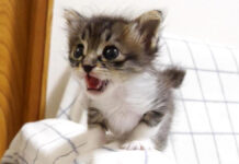 エビと対決する子猫