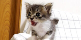 エビと対決する子猫