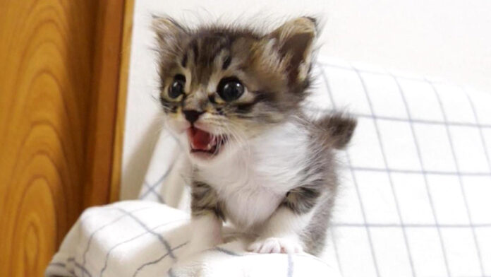 エビと対決する子猫