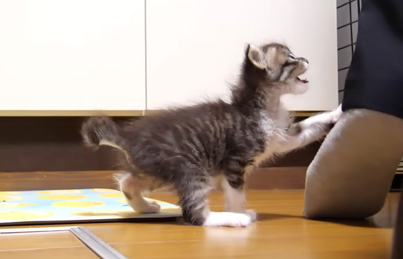 ご飯が食べたい子猫