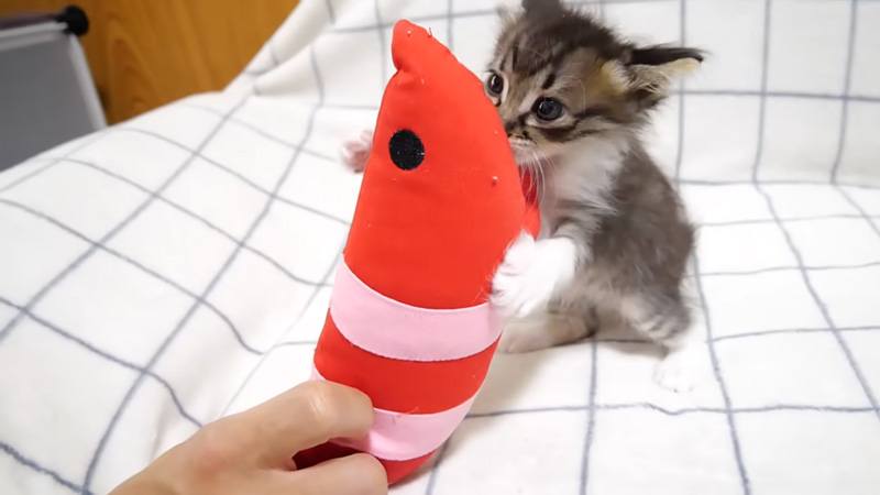 エビと遊ぶ子猫
