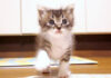 ご飯と勘違いした子猫
