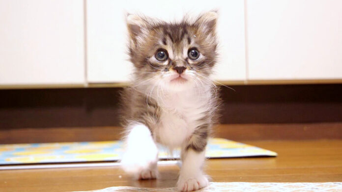ご飯と勘違いした子猫