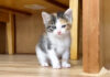 ご飯に気づいてソワソワする子猫