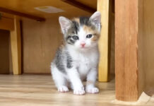 ご飯に気づいてソワソワする子猫