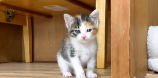 ご飯に気づいてソワソワする子猫