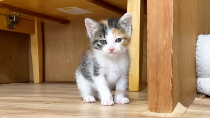 ご飯に気づいてソワソワする子猫