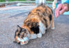撫でるとゴロンゴロン転がる猫