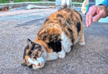 撫でるとゴロンゴロン転がる猫