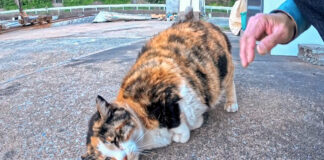 撫でるとゴロンゴロン転がる猫