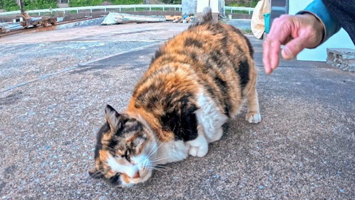 撫でるとゴロンゴロン転がる猫