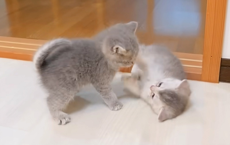 子猫達の激しいにゃんプロ
