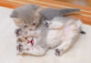 両手を上げて降参する子猫