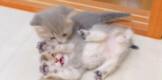 両手を上げて降参する子猫