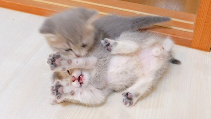 両手を上げて降参する子猫