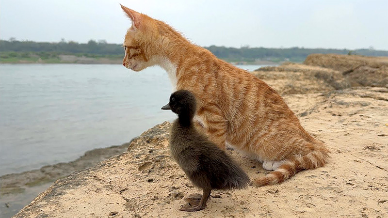 一緒に野生を生き抜く子猫のヒナ