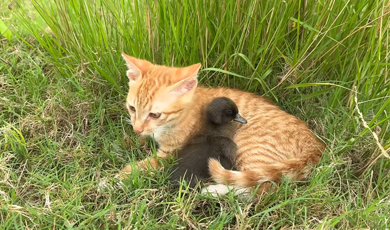 一緒に野生を生き抜く子猫のヒナ