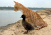 一緒に野生を生き抜く子猫のヒナ