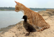 一緒に野生を生き抜く子猫のヒナ